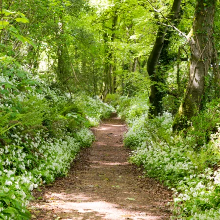 Serene woodland path with lush greenery and wildflowers at tranquil hotel grounds, ideal for nature strolls and relaxation.
