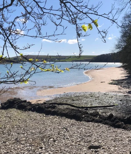 Serene beach with clear blue water, lush trees, shell-strewn shore—a perfect retreat near coastal hotel.